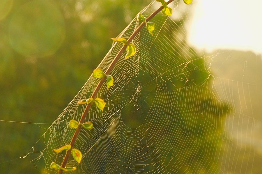 Close up of spider web with branch in front of it